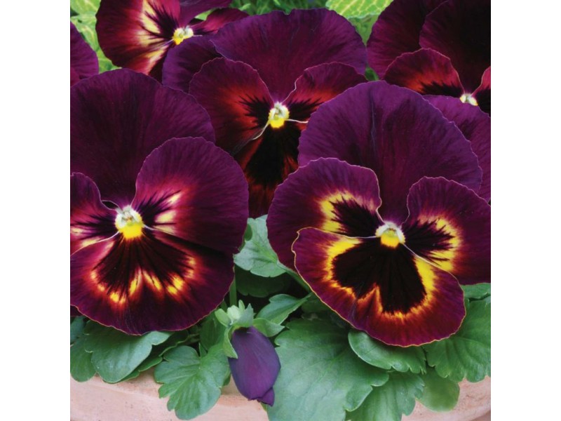 Plant Pansies this Fall for Two Seasons of Color Northampton, PA Patch