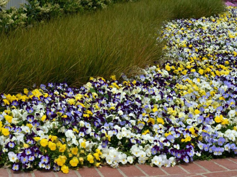 Plant Pansies This Fall For Two Seasons Of Color Northampton Pa Patch