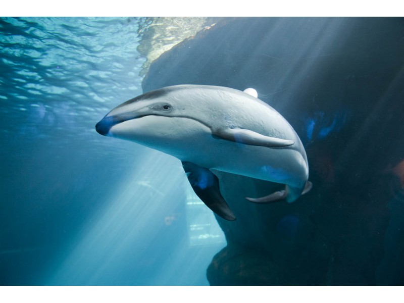 An Original Shedd Aquarium Dolphin Has Died | Lake View ...