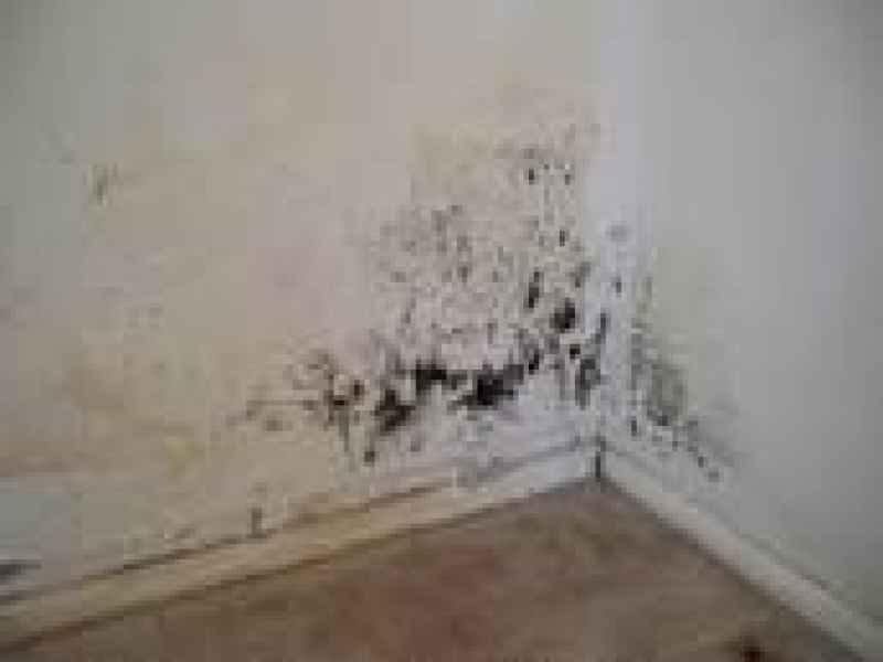 My Home Has Mold Now What Doylestown Pa Patch My Home Has Mold Now What