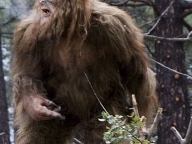 Oklahoma Sasquatch Hunting Expedition Goes Bad - Palm Desert, CA Patch