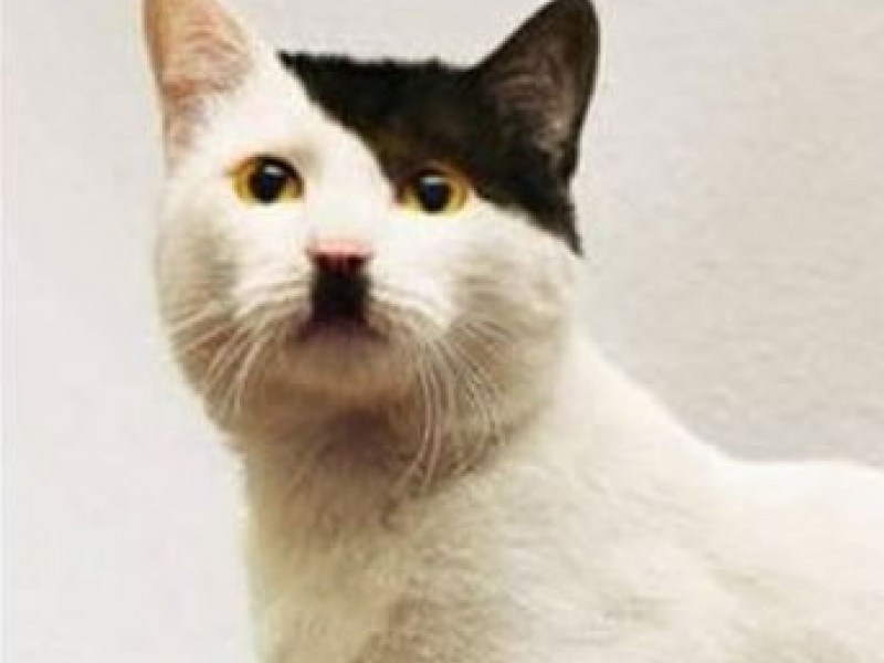 No Offers to Adopt UK Kitten With Hitler Mustache | Malibu, CA Patch