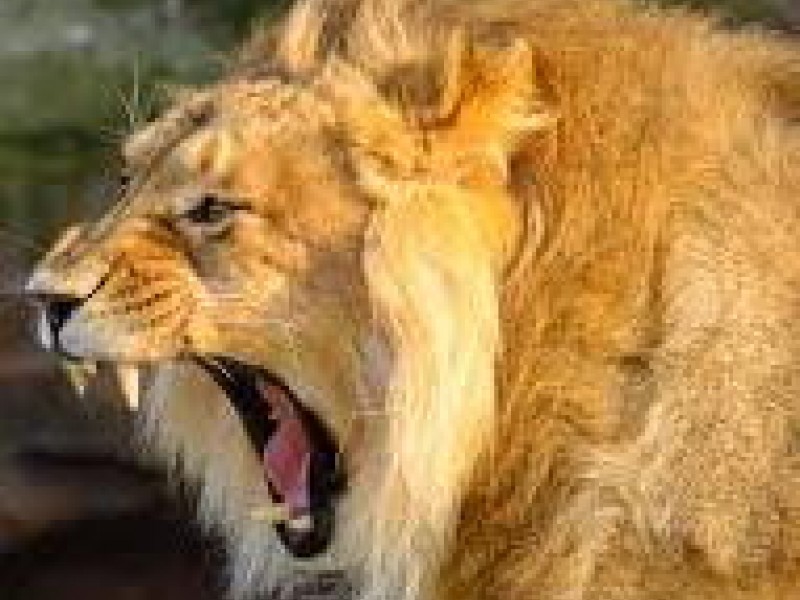 Zimbabwe: Lion Mauls Woman to Death as She has Sex with Lover