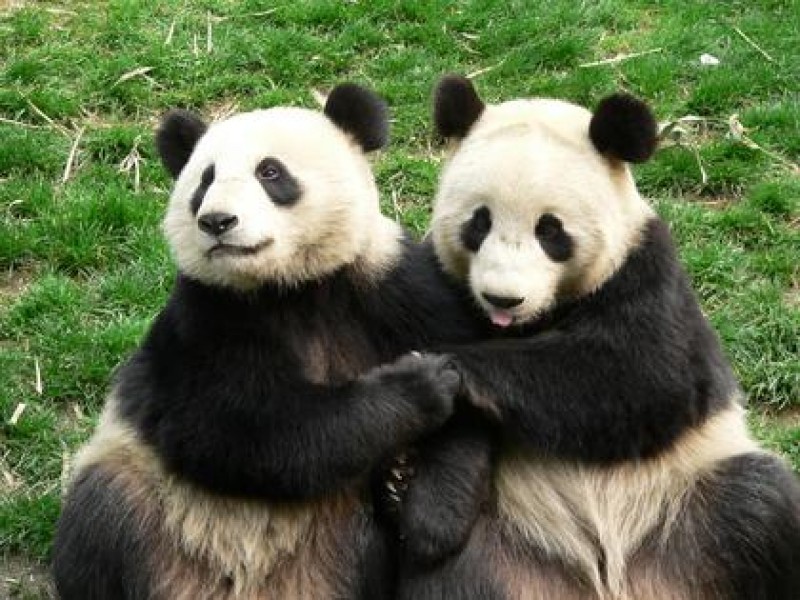 Rare Instance Of Two Pandas Mating Filmed At Vienna Zoo Hollywood Ca