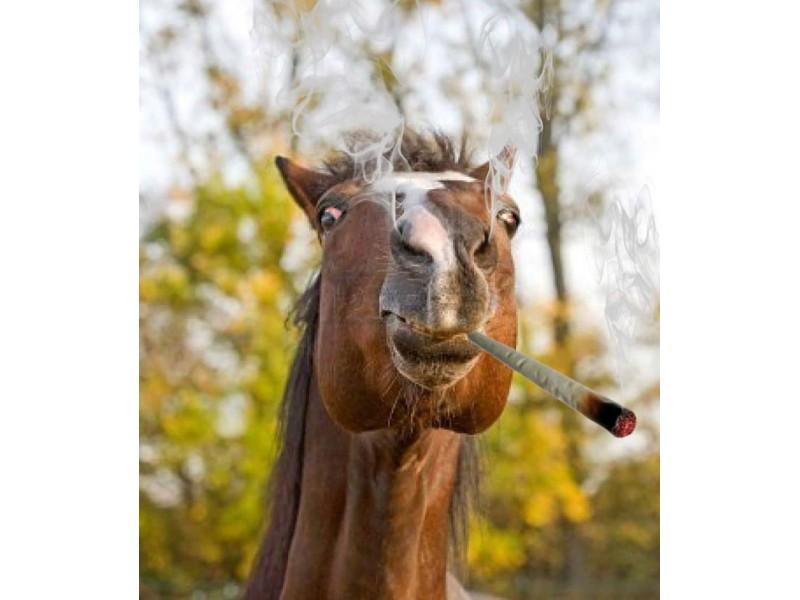 Colorado Legalizes Medical Marijuana for Horses Hollywood, CA Patch