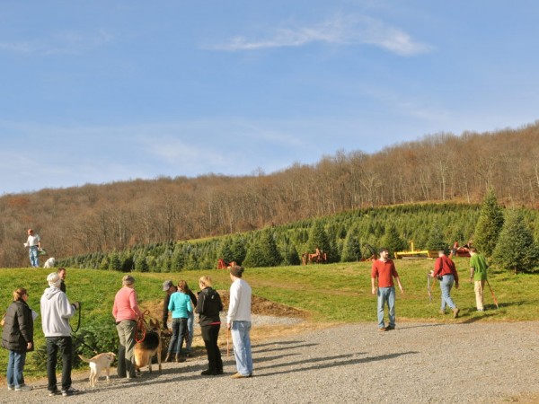 28 best christmas tree farm leesburg va snickers gap 28 best christmas tree farm leesburg va snickers gap