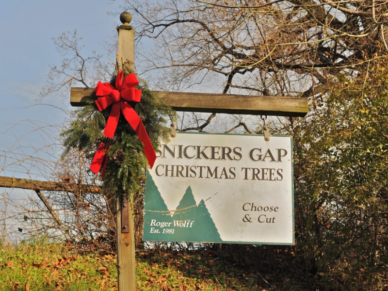 tis the season to find the perfect christmas tree tis the season to find the perfect christmas tree