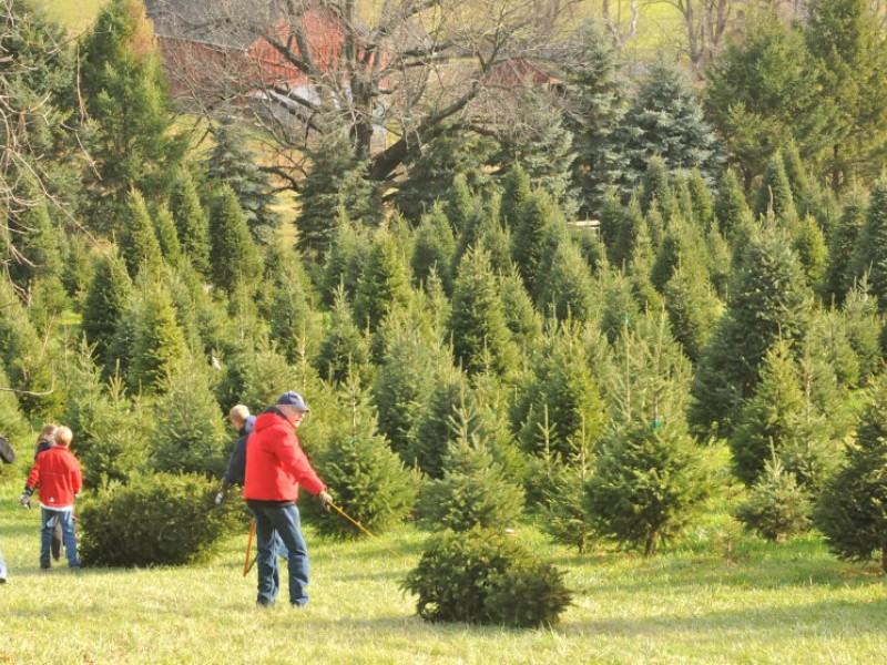 tis the season to find the perfect christmas tree tis the season to find the perfect christmas tree