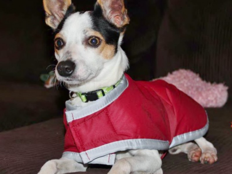 All 4 Paws Rescue Meet and Greet West Chester, PA Patch