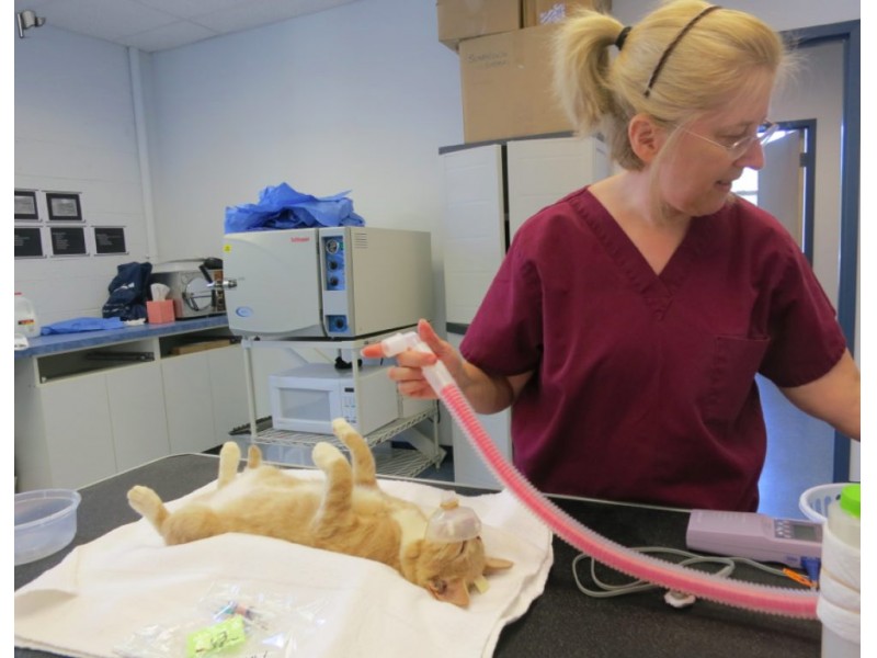 Stratford’s Nutmeg Clinic is Place for Low Cost Spay & Neuter