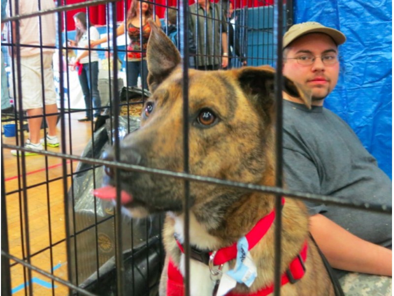 Westchester County Center Goes to the Dogs White Plains, NY Patch