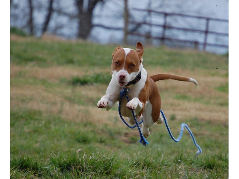 How To Protect Yourself And Your Pet From Aggressive Dogs Other How To Protect Yourself And Your Pet From Aggressive Dogs Other Animals