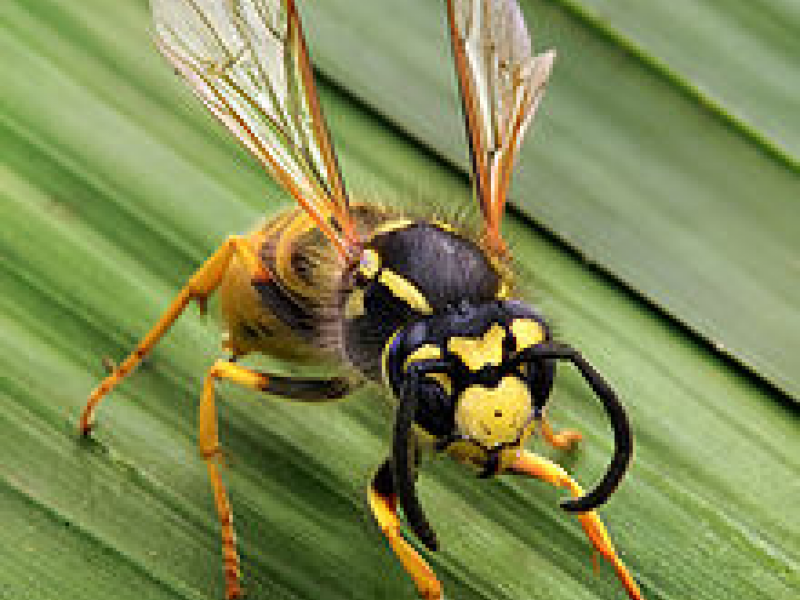 Summer Stinging Insects Bald Faced Hornetswasps Yellow Jackets Removal And Tips To Look For 