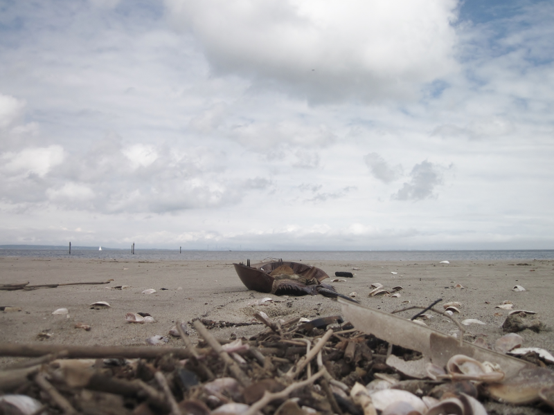 Why so Many "Dead" Horseshoe Crabs on the Beach? Middletown, NJ Patch