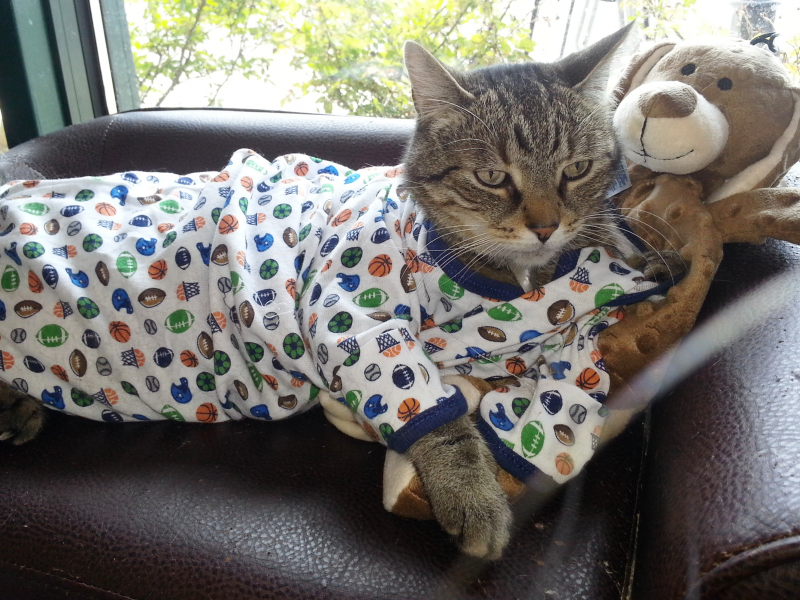 Ten Cats in Pyjamas Who Are Ready for Their Bed Times