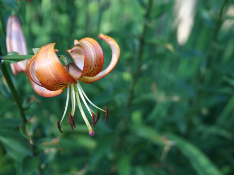 Martagon Lilies Upside Down and Under Appreciated Northfield, MN Patch