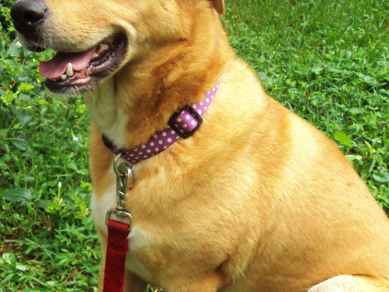 LifeLine Offers Low-Cost Vaccines this Weekend and Our Pets of the Week