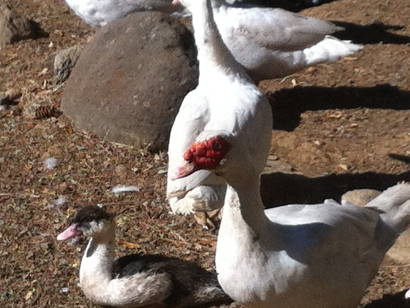 Muscovy ducks for sale | Napa Valley, CA Patch