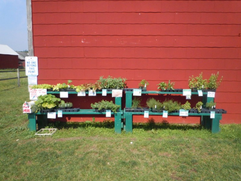 Collins Creamery Provides Tasty Treats and Relief from Summer Heat