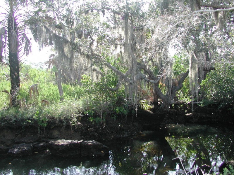 Salt SpringsNot Just Natural Beauty New Port Richey, FL Patch