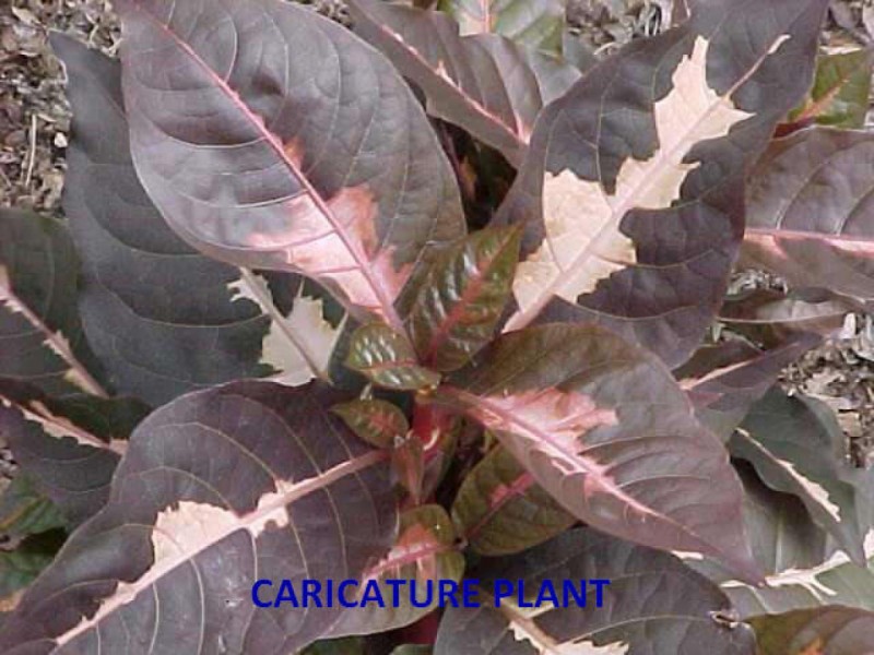 Here Are Some Shady Characters That Will Thrive In Your Florida Here Are Some Shady Characters That Will Thrive In Your Florida Garden Without Full Sunlight St Pete Fl Patch