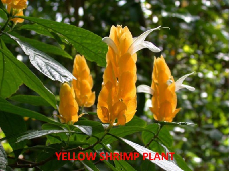 Here Are Some Shady Characters That Will Thrive In Your Florida Here Are Some Shady Characters That Will Thrive In Your Florida Garden Without Full Sunlight St Pete Fl Patch