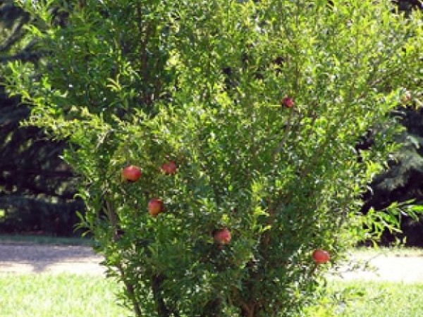 Pomegranate Tree: Attractive, Edible Landscape - St. Pete 