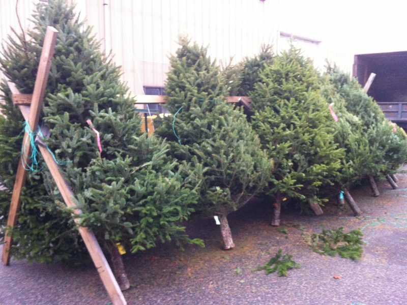 gallery of where can i recycle my christmas tree perfect gallery of where can i recycle my christmas tree perfect