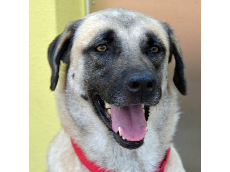 31 HQ Images Pet Pal Animal Shelter : Pet of the week: Chico is a friendly boy who loves chasing ...