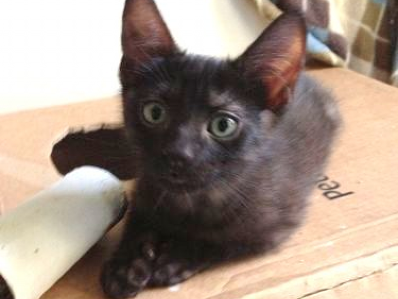 Many Cats & Kittens for Adoption at Animals in DistressWilton Wilton