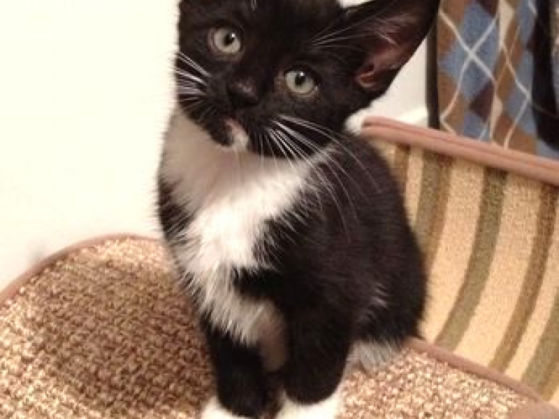 Many Cats & Kittens for Adoption at Animals in Distress ...