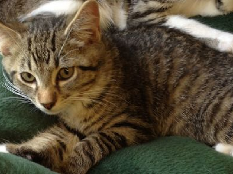 Many Cats & Kittens for Adoption at Animals in DistressWilton Wilton