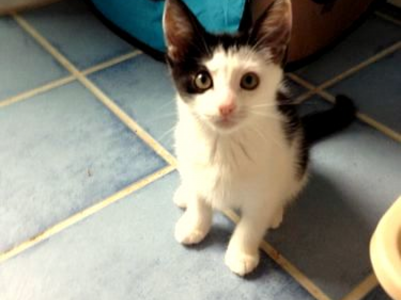 Many Cats & Kittens for Adoption at Animals in DistressWilton Wilton