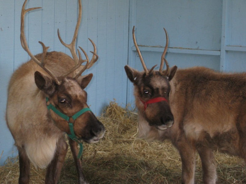 Visit Santa His Reindeer At Hicks Nurseries In Westbury Mineola Visit Santa His Reindeer At Hicks Nurseries In Westbury