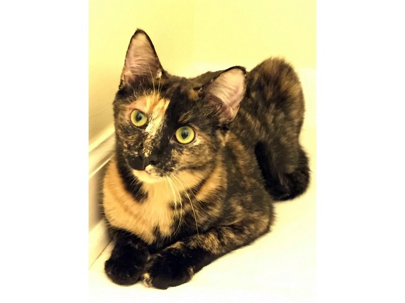 Furkids Kitten Adoption Event, Saturday, Two PetSmart ...