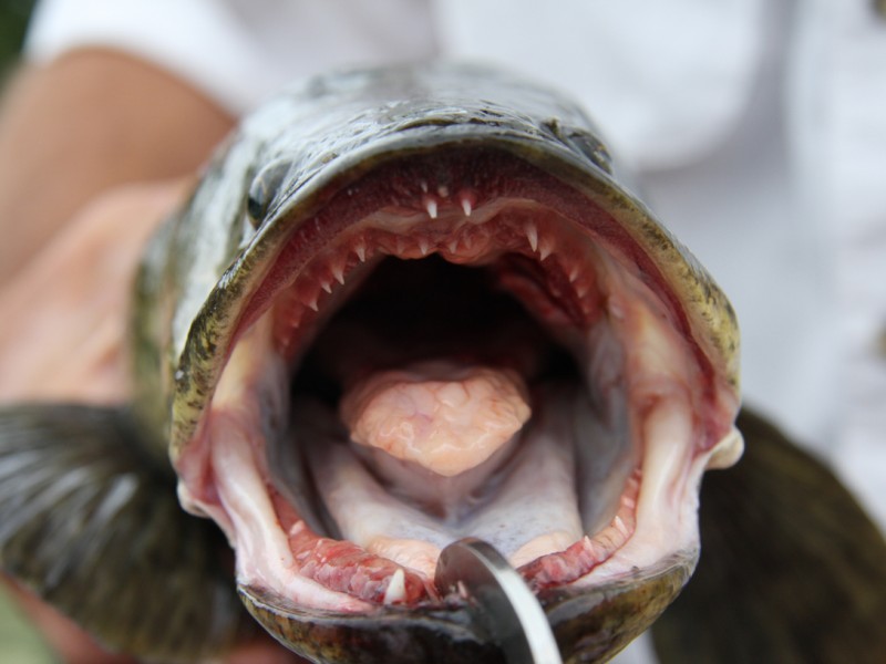 Man Finds Snakehead Fish in St. Mary's County Crofton