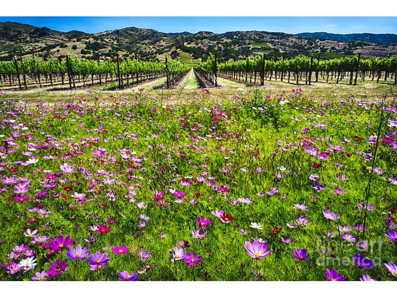 Explore Napa Valley: Wild Flower Tour | Napa Valley, CA Patch