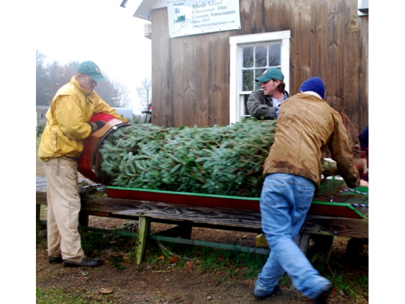 A Christmas experience at Clarks Christmas Tree Farm | Portsmouth, RI Patch