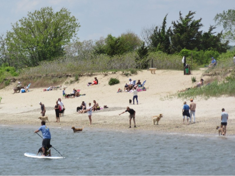 Hundreds protest ban on dogs at "dog beach" | Manasquan, NJ Patch
