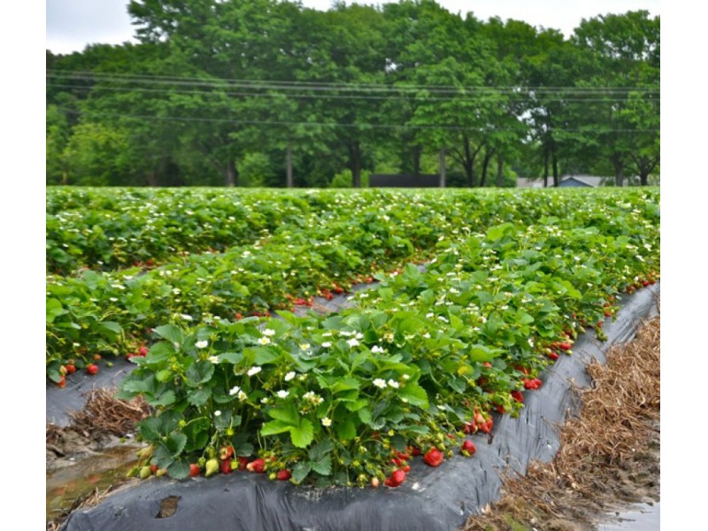 The Strawberry Patch Keysville Ga