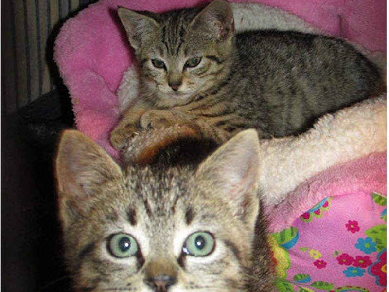 KITTENS GALORE!!! Kitty Connection has Kittens for adoption. Check out ...