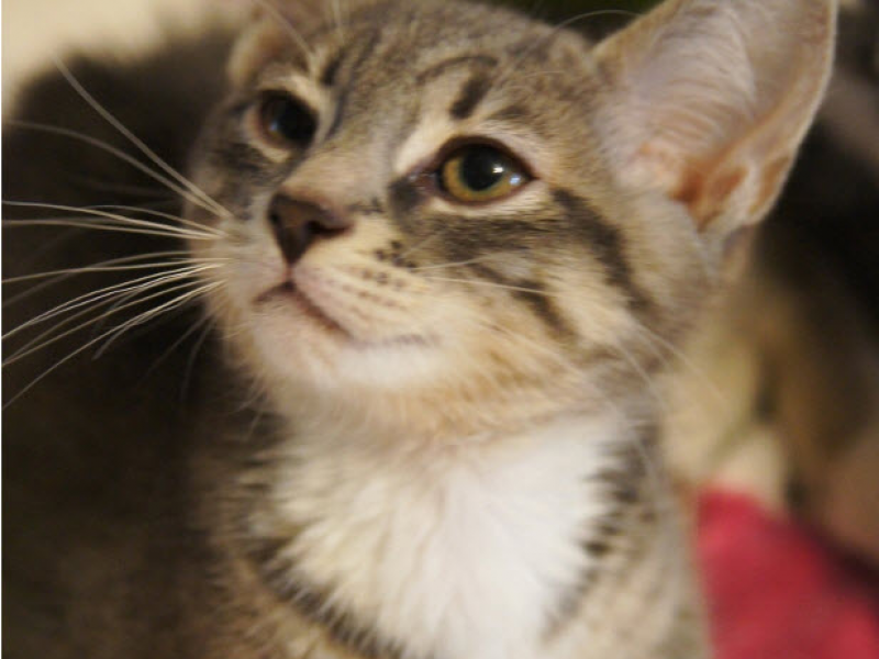55 Top Pictures Kittens Available In Massachusetts : SIAMESE KITTEN for Sale in Fitchburg, Massachusetts ...