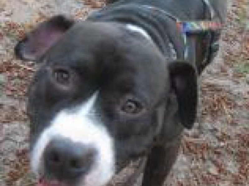 Popcorn Park Volunteers' Care Helps Increase Adoption Rate Lacey, NJ