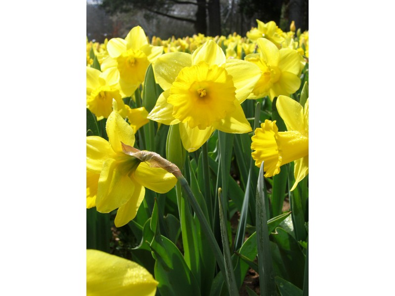 Daffodil Day at the Wadsworth Mansion Middletown, CT Patch