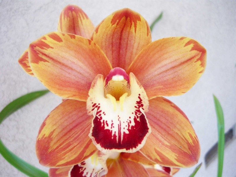 Gold Coast Cymbidium Growers Annual Orchid Show & Sale Palo Alto, CA Patch