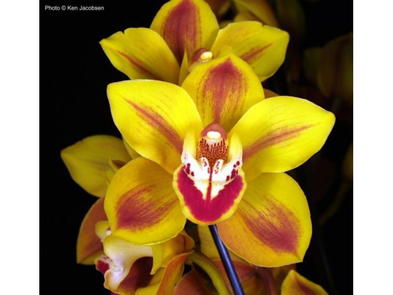 Gold Coast Cymbidium Growers Annual Orchid Show & Sale ...