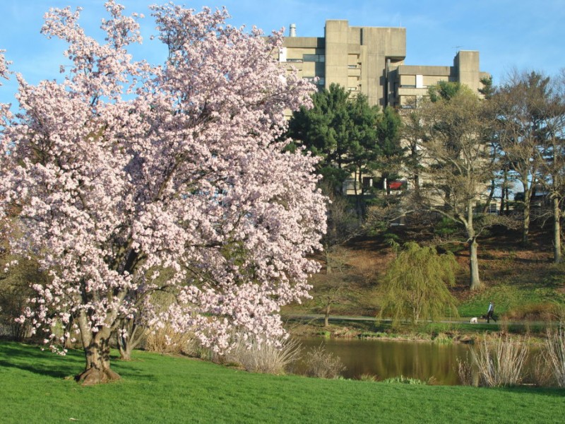 Photos Cherry Blossoms at Arnold Arboretum Jamaica Plain, MA Patch