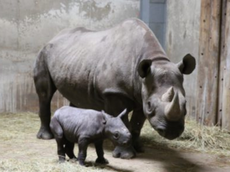 Baby Rhino Appreciation Society