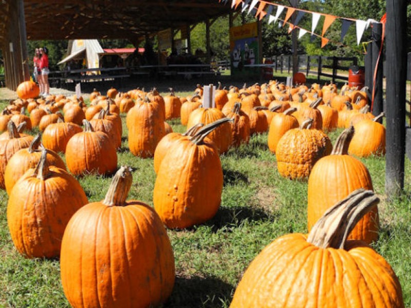Enjoy Pumpkin Farms, Hayrides and More Bolingbrook, IL Patch