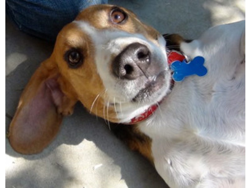 Rescued Lab Beagles Are Ready for Adoption Studio City, CA Patch